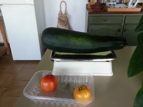 20140807_zucchina