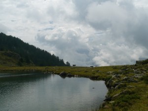 Bovino in controluce
