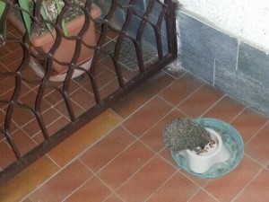 Riccio che mangia i croccantini